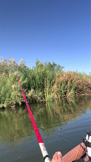 Can you hear my pain when I said “brooooooooooooo” 😩🤮😭 might of been my new PB! #bassfishing #largemouthbass #fishing #topwater #fishtok