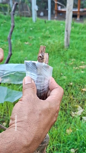 529 reactions · 24 shares | How to graft a large grape tree #grafting #grapevine | Saepul Rahman | Facebook