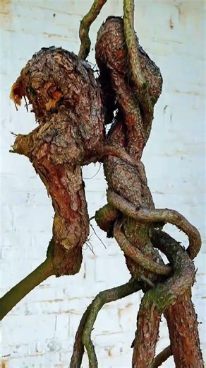 根艺跌枝松！ #松树盆景 #跌枝盆景 #根艺盆景 #盆景艺术 #柏树盆景