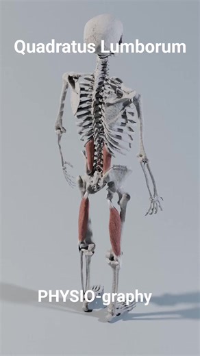 Quadratus lumborum | PHYSIO-graphy