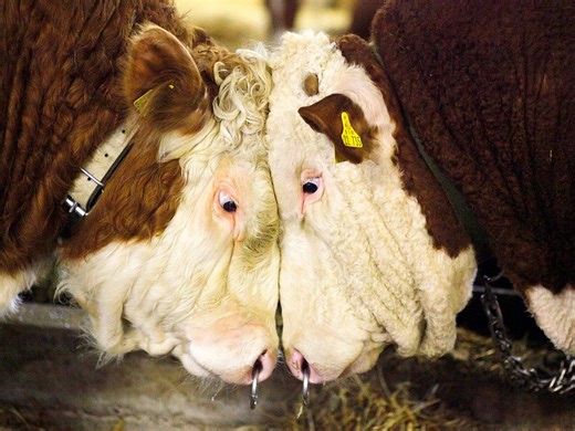 Bubble or bull? FP video looks at what's ahead for investors