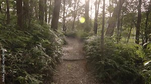 Hand held footage of Purlingbrook Falls walk, Springbrook National Park, Gold Coast Hinterland, Queensland, Australia