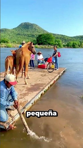 The incredible way these horses cross the river