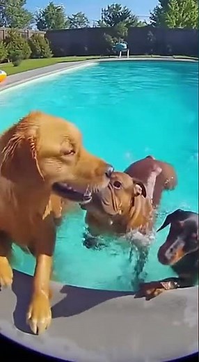 Dogs Having a Blast Swimming in the Pool – Fun Moments Caught on Ring Camera
