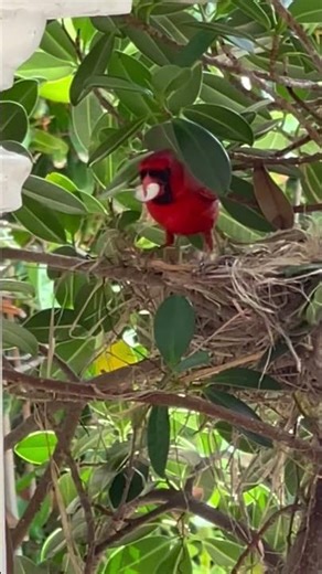 パパ、雛のうんち処理。 / Papa taking care of chick's poop #cardinal #ショウジョウコウカンチョウ #northerncardinal