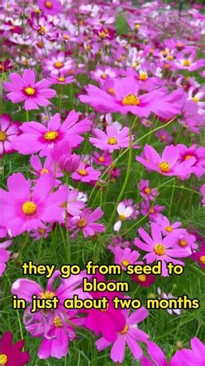 If you want a dreamy wildflower garden, start with cosmos flowers
