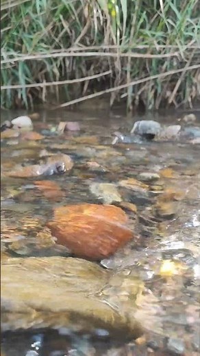 Relaxing River & Birds Sounds 🌿 Stress Relief in Nature #calmingnature #birdsong #riversounds