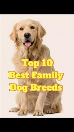 Top 10 Family-Friendly Dog Breeds
