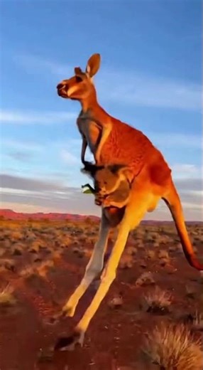 Koala Found in Kangaroo Pouch! 🐨🦘 | Hilarious AI Edit or Real? 😆