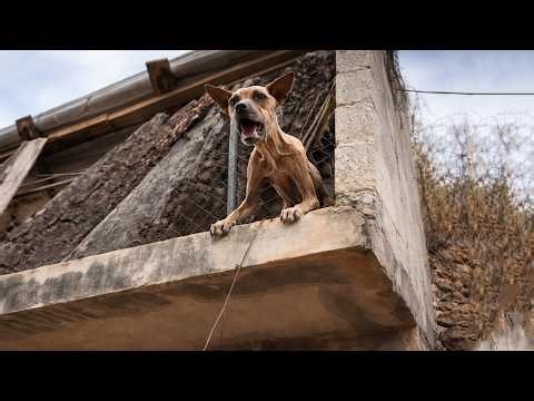 She Cried Out Every Day From the Rooftop…Tears Streaming Down Her Emaciated Body—Yet No One Stopped!