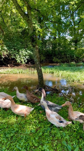 I thought that creek time would be fun for the ducks at 93 degrees but they thought not! Too hot!