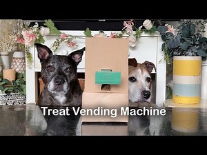 Senior dogs learn to use a cardboard treat vending machine (games and puzzles) | DIY Dog Enrichment
