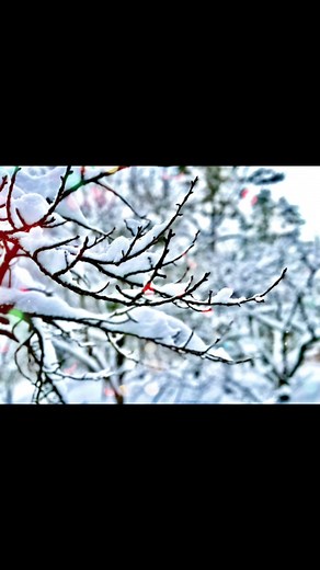 雪の写真撮影方法とおしゃれな撮り方