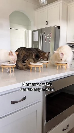 Homemade Cat Food Recipe for Healthy Pets