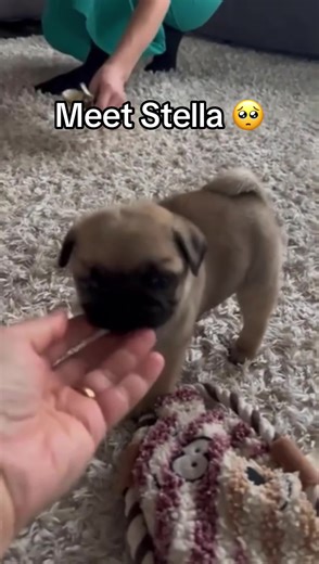 Hi, I'm Stella! I'm a 8-week-old female Pug with a beautiful fawn coat, born on November, which makes me a Scorpio sign. #usa #pugpuppy #adoption #fyp