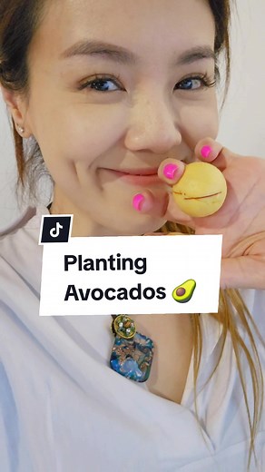 Planting Avocado Seeds: A Step-by-Step Guide to Growing Avocado Trees