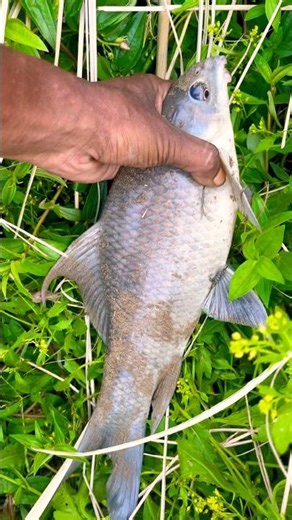 I always manage to find edible fish when I go to the river @Bongmecho #fishing #fishvideo #carpfi...