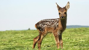 Rehkitz