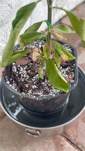 Did I Murder my Dwarf Lemon? pt.2 ‪@MyGardenDonkey‬
