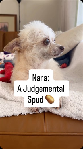 Mika Nara & Safi on Instagram: "Nara: A Judgemental Spud 🥔 #dogsoftiktok #fyp #funny #goofy #petsoftiktok #dogsofinstagram #fypシ #trendreels #chihuahua #poodle #reelsviral #cutedog #petsofinstagram"