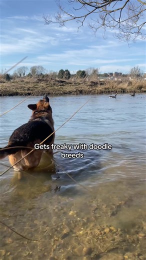 Understanding German Shepherds: Traits and Temperament