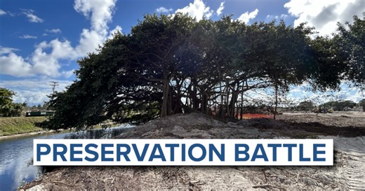 Massive banyan tree at Delray Beach golf course sparks preservation battle over flooding concerns
