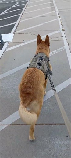 Sascha's Sunday Morning Walk