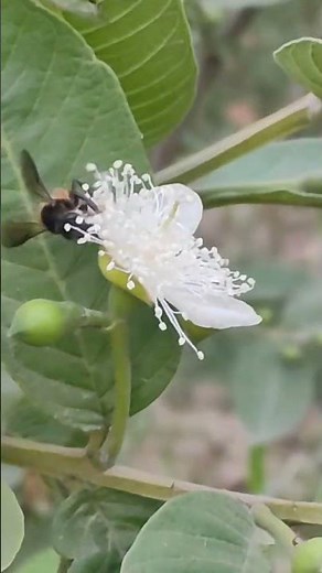 The Magic of Bee Pollination! 🌸 || Nature with you || The Fight for the Nector! ⚔️ || Short Video