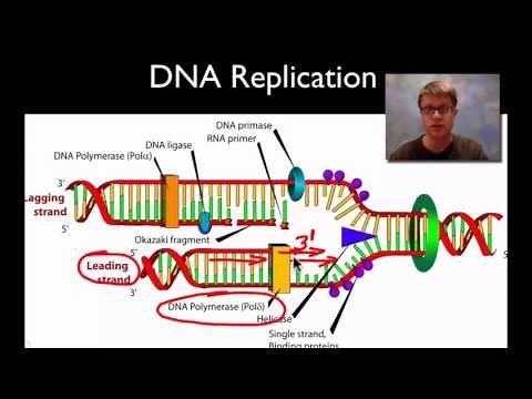 DNA Structure and Replication