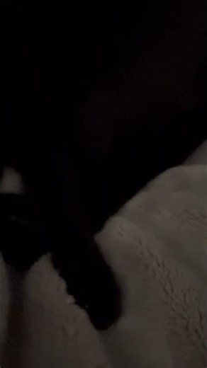 今日は肌寒いから毛布出したら即丸まったのかわいい #猫 #黒猫 #cats #cute #かわいい #shortvideo