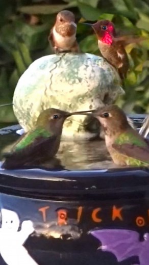 Robbie and Gary Gardening Easy on Instagram: "Hummingbirds Love this bird bath made from Candy Bowl, easy to make and no Sun needed, Solar found or not. #bird #birds #hummingbirds #hummingbird #hummer #wildlife #wildlifephotography #wildbirds #cute #upcycling #upcycle #fountain #diy #craft #crafts #water #recycle #birdlovers #hummingbirdlover #solar #toocute #flycatcher #fun #candybowl #halloween"