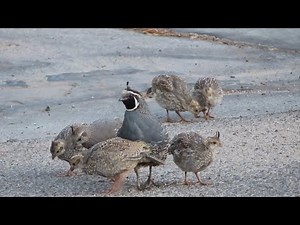 California Quail babies eating something on the street and then running