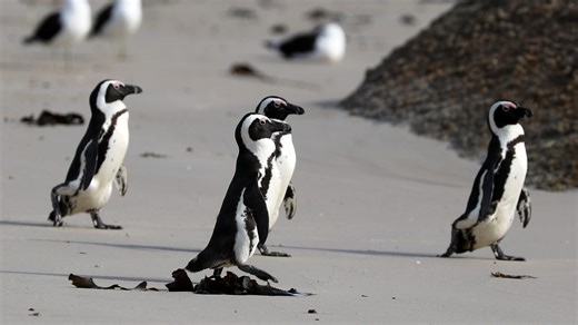 Tune in to watch African penguins live from the Georgia Aquarium