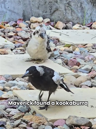 Maverick's Exciting Adventures: A Magpie's Life