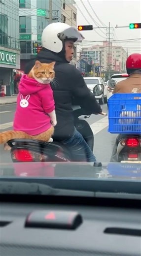 This Grumpy Cat Lost Patience