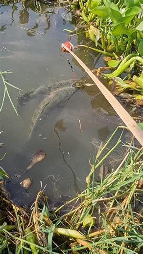 Hook fishing technique #fishinglife #fish #bigfish #fishing #reels | Alaska Fishing