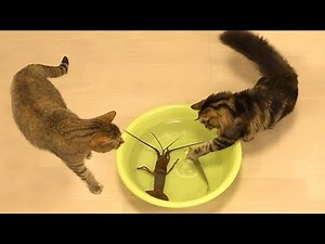 Try Not To Laugh : Funniest Cat Videos in The Earth #26 - Best Funny Animals Videos