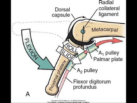 Immobilization position of MCP joint