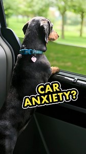 When it comes to anxiety, people usually believe things like the car make the dog anxious. In reality, it's usually a dog that lives in more of an anxious state, and the experience of riding in the car triggers the already present anxiety. Also, what's not discussed is how humans are unknowingly creating anxiety in their dogs due to a lack of knowledge in Dog Psychology. If you have a dog that has already developed anxiety in the car, it's not just about what to do around the car with the dog. Y
