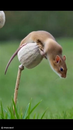 Micromys minutus:the smallest mouse in Europe.