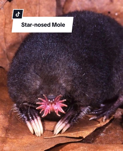 The Star-nosed Mole