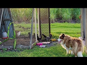 Border Collie Agility Training: Step-by-Step Guide