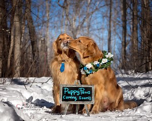 In Pictures: Service Dogs get given an adorable Pawternity Shoot for the expected pups
