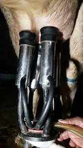 farmhouse vlog cow milk #vlog