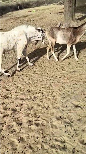 Beautiful White Goat with Goats in the Jungle 🐐🌿