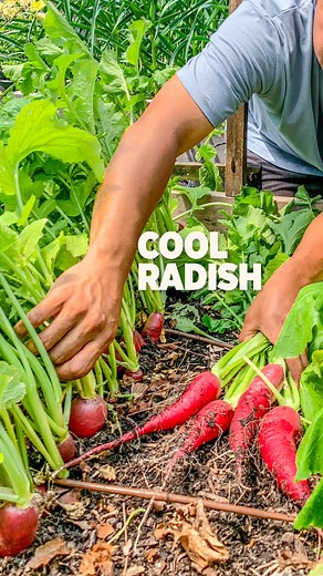 6.1K views · 4.2K reactions | Okay so we found this weird radish...