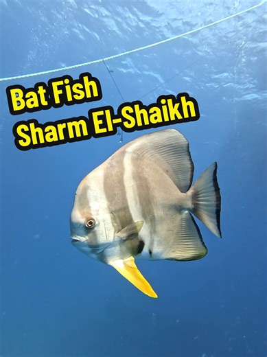 Exploring Sharm El Sheikh's Underwater Wonders