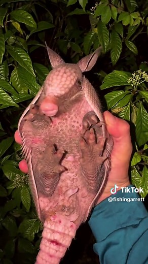 Exploring the Everglades Wildlife and Conservation