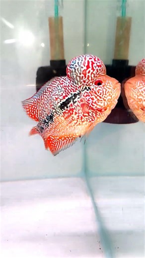 Kamfa. F3. Dá. Mềm dễ chơi. 2 ngón rưỡi.Quận 5. Hồ chí minh Zá/L0@/907/325/433