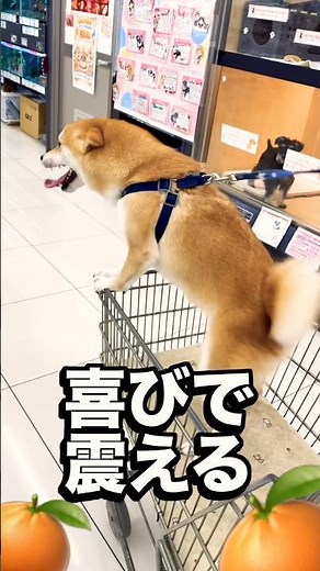 【奇跡のシンクロ】大好きな店員さんに会えて震えるほど喜ぶ柴犬w 尻尾のフリフリがBGMと完璧にリンクした神動画w 2026年7月17日